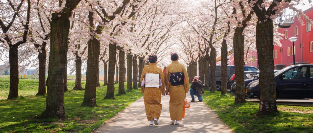 Kersenbloesemfestival geert groot Meer informatie