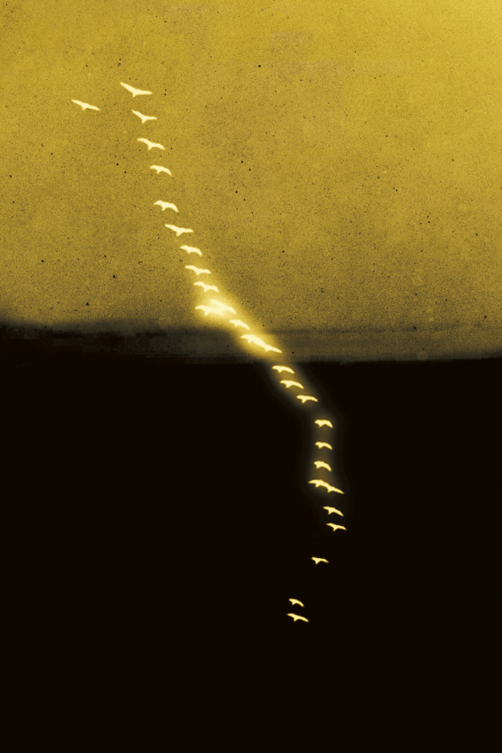 Yumemiru II Paul Cupido RGB