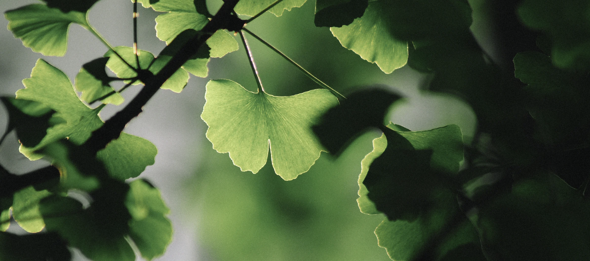 Ginko Meer informatie