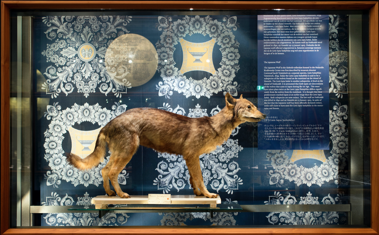 Japanse wolf