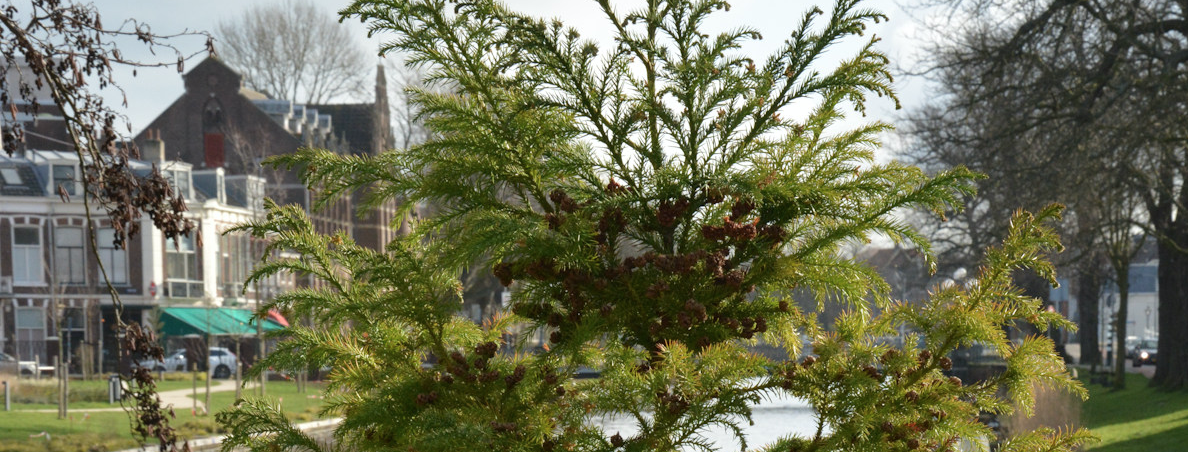 Lezing Rinny Kooi Aanmelden