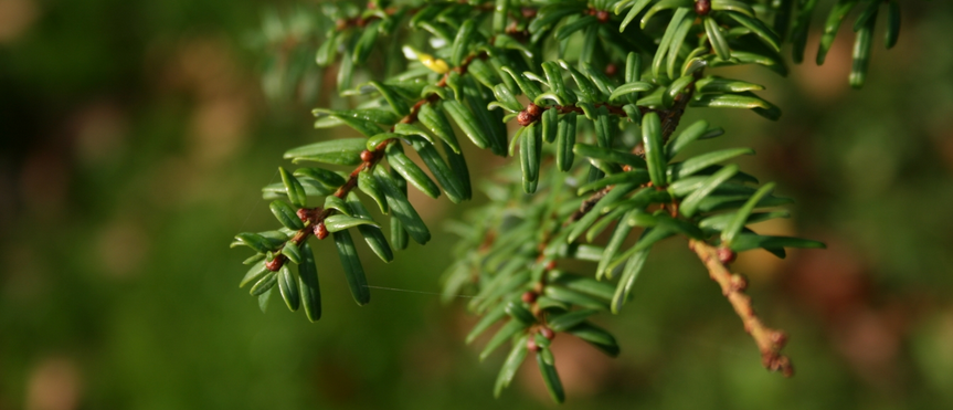 Tsuga Sieboldii Lees verder
