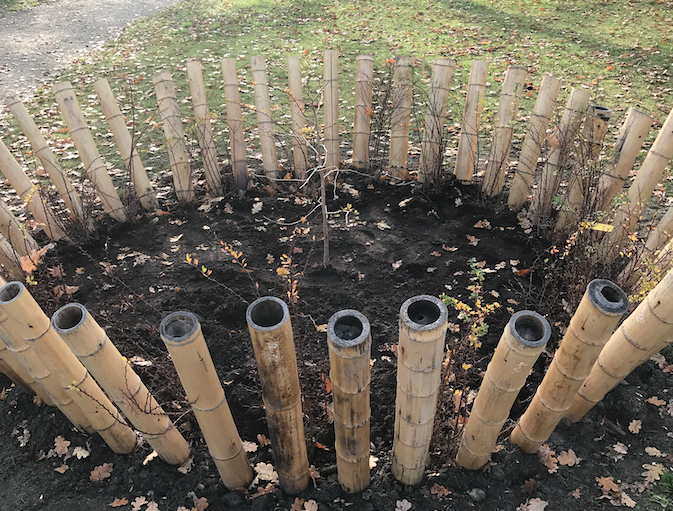 Overlevingsboom Lees verder