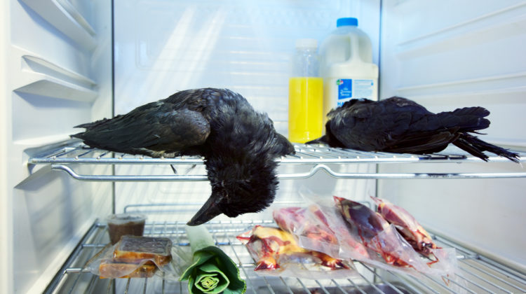 Ongemakkelijk Awkwars Ongemakkelijk Awkwars