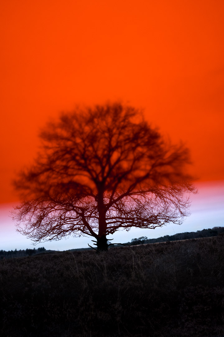 Tracespress Tracespress