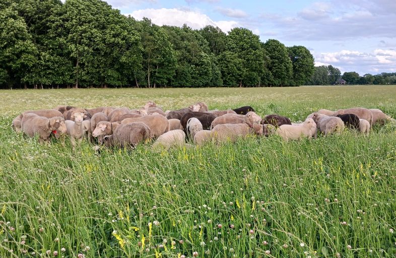 KruidenrijkGras WolboerderijBlijBezuiden DutchMerino verkleind