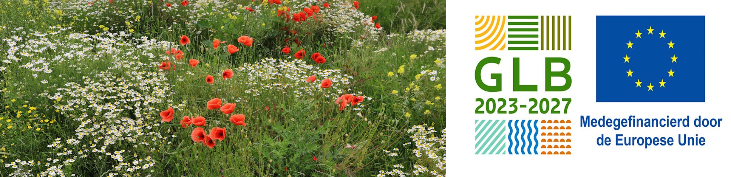 Wilde bloemen op dijk