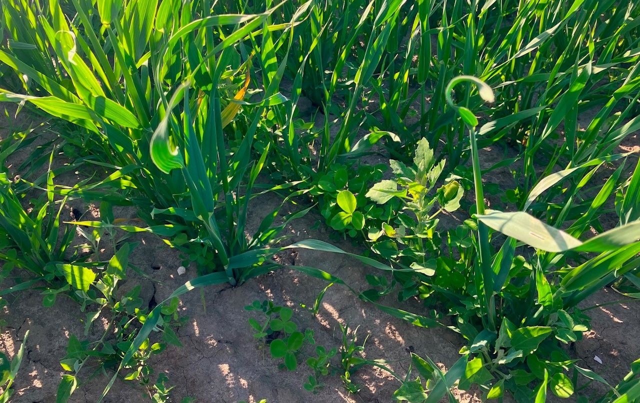 Juni Proefveld tarwe met onderzaai aangep