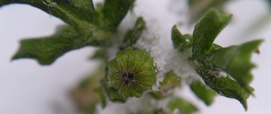 Sneeuw