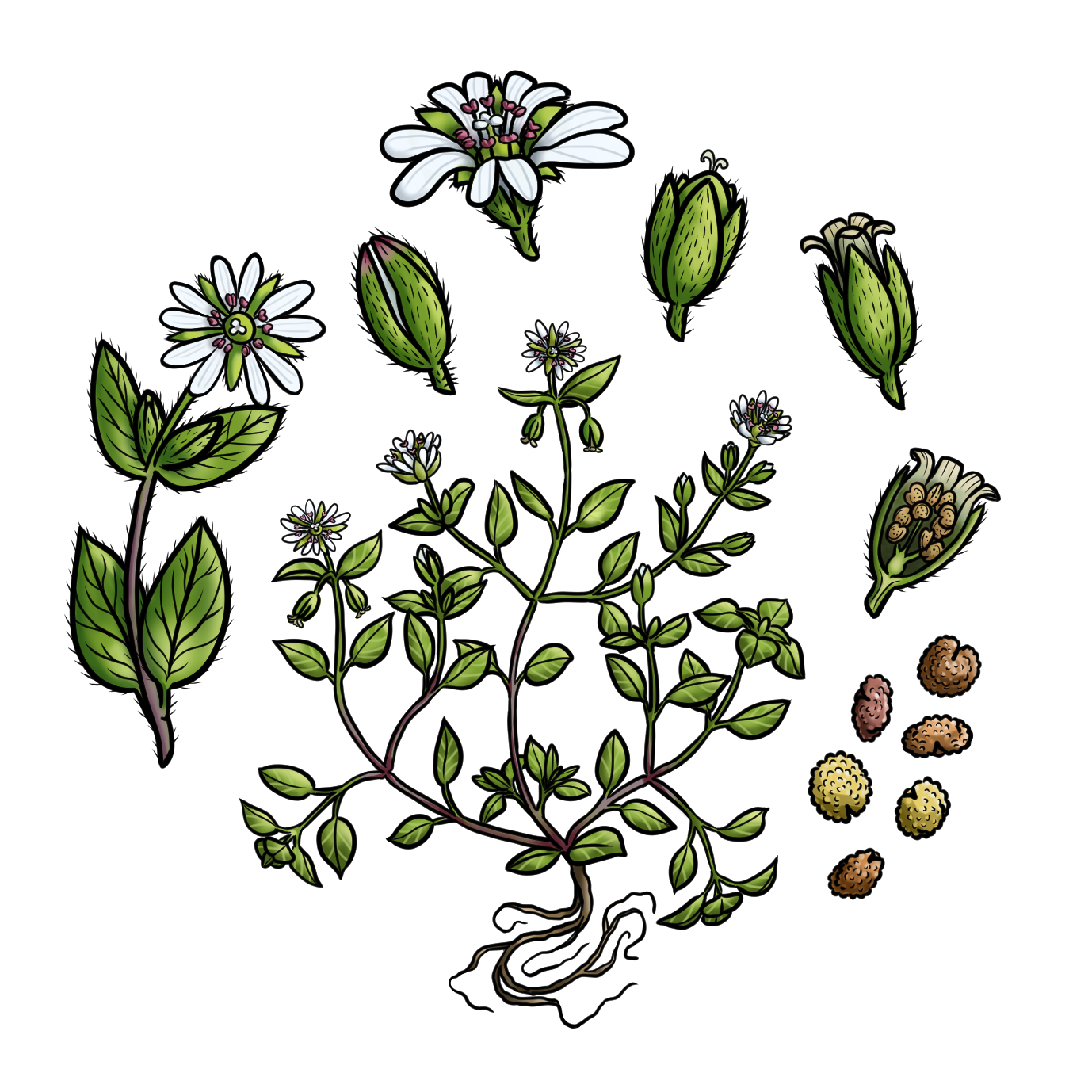 Vogelmuur nienke