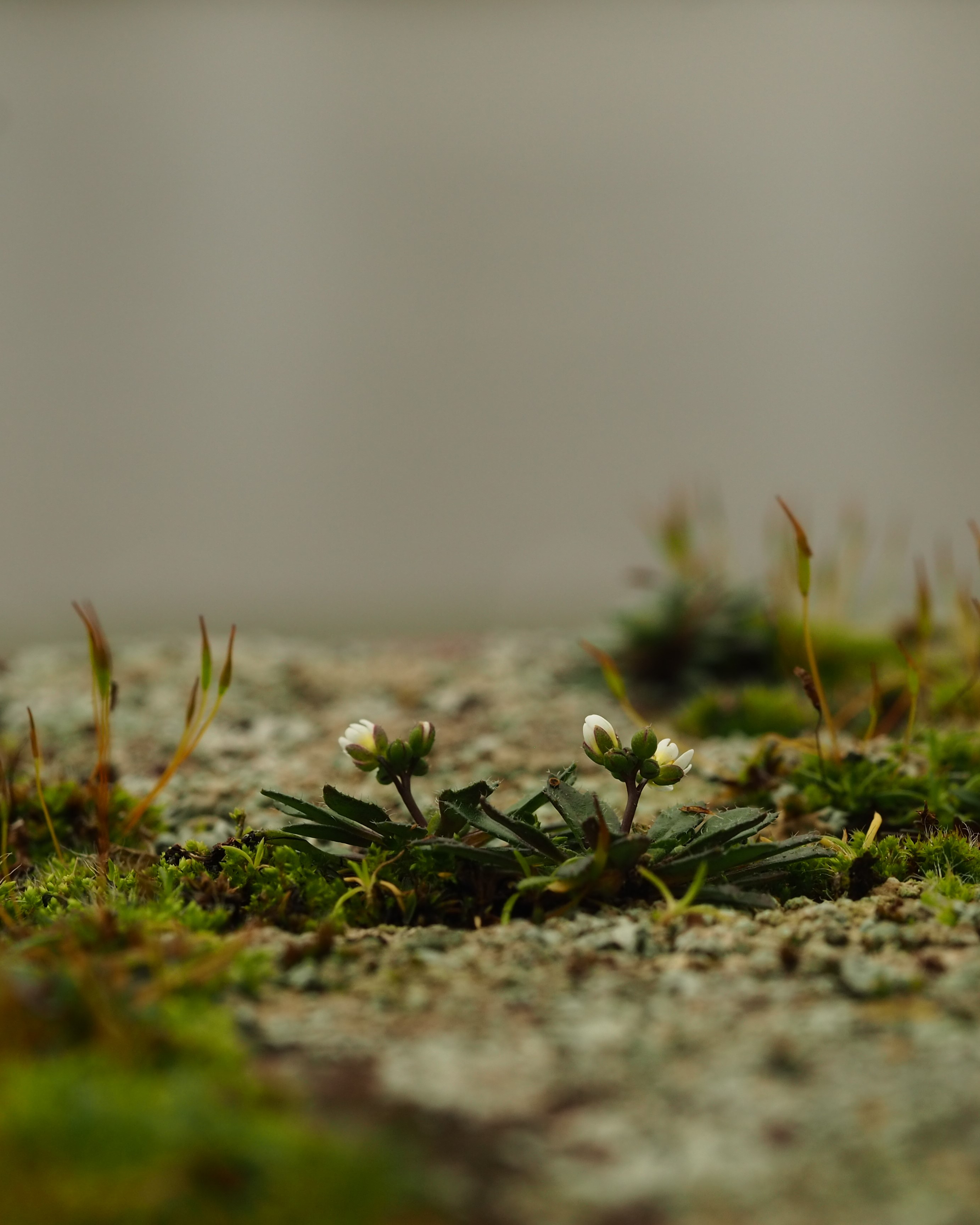 Foto Trudy Visman lang