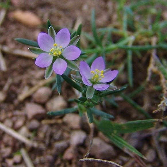Schijnspurrie crop