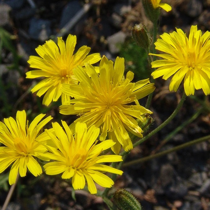 Klein streepzaad