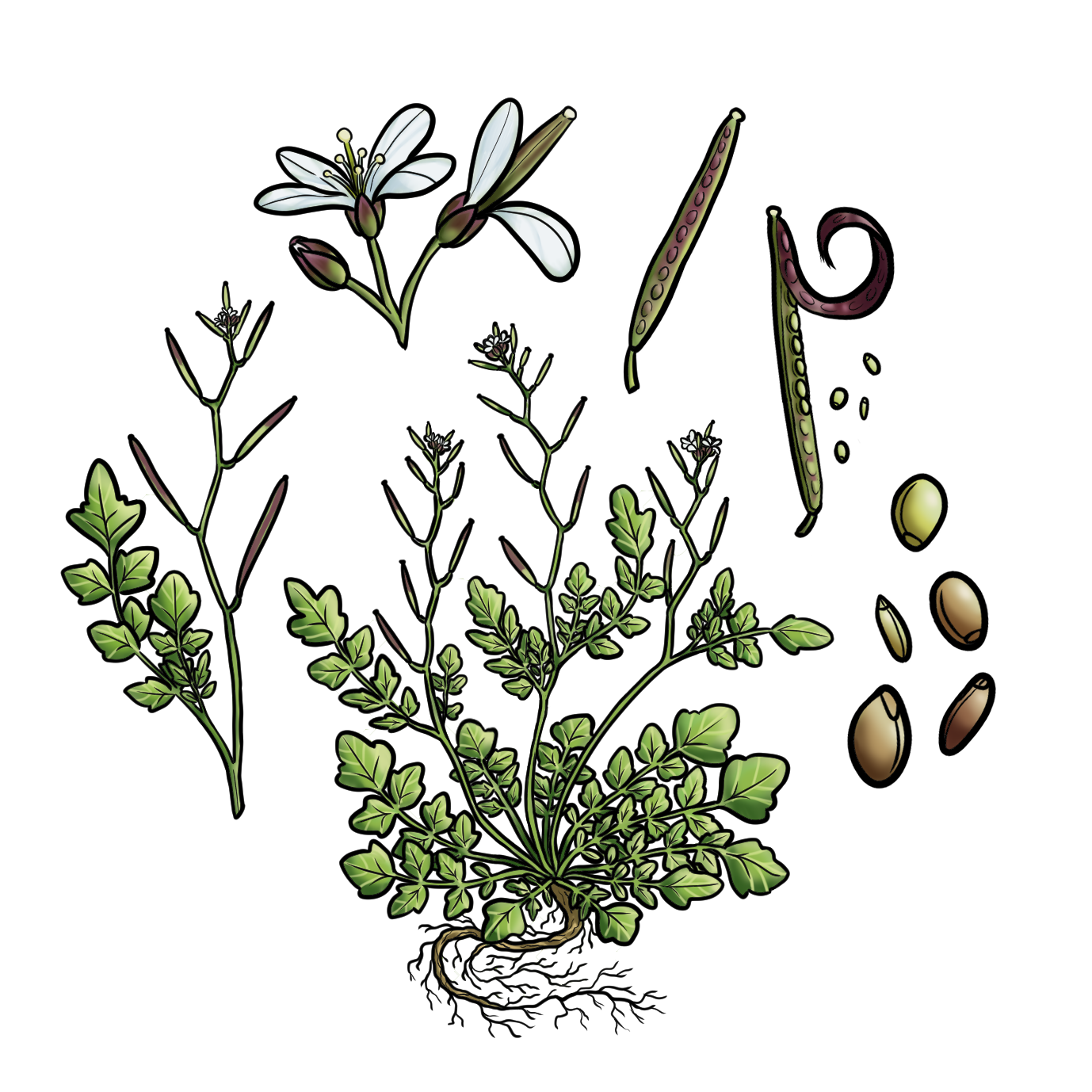 Kleine veldkers