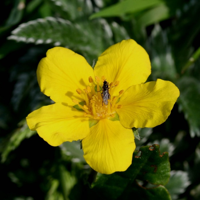 Potentilla anserina Potentilla anserina