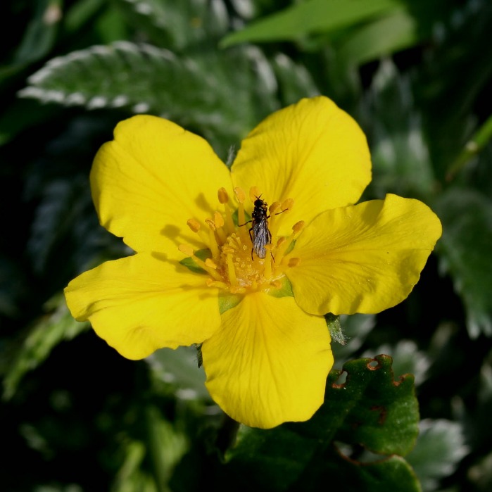 Potentilla anserina