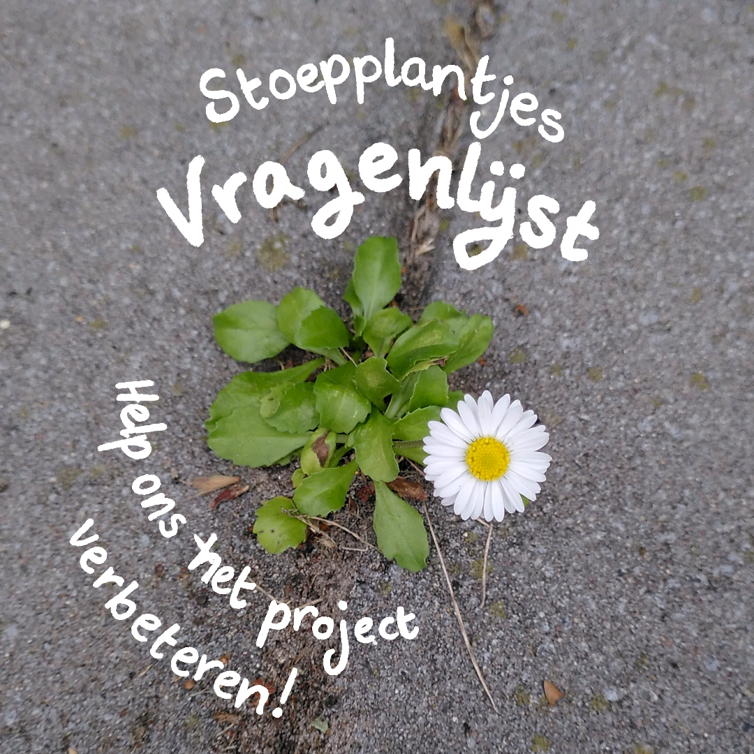 Stoepplantjes vragenlijst post vierkant tekst