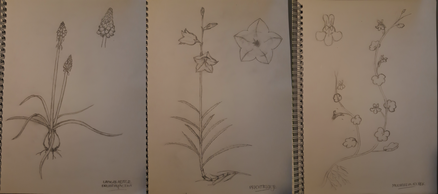 Tekeningen Tekeningen