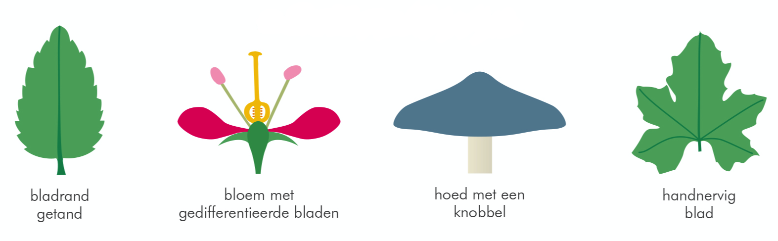 Afb Geillustreerd botanisch woordenboek omslag voor HR Afb Geillustreerd botanisch woordenboek omslag voor HR