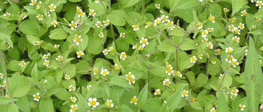Galinsoga quadriradiata harig knopkruid Galinsoga quadriradiata harig knopkruid