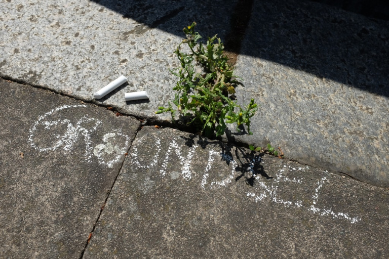 Groundsel copy