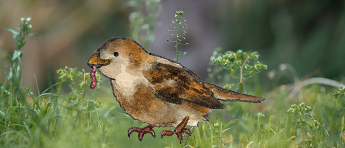 Header stoepplantjes