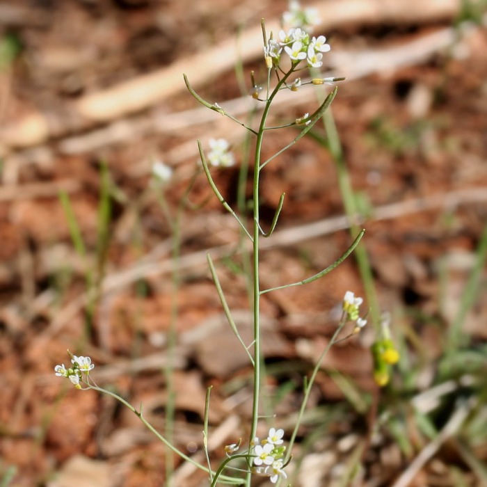 Ill Arabidopsis thaliana Zandraket KUL kopie