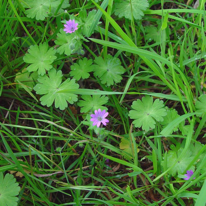 Ill geranium molle zachte ooievaarsbek kopie