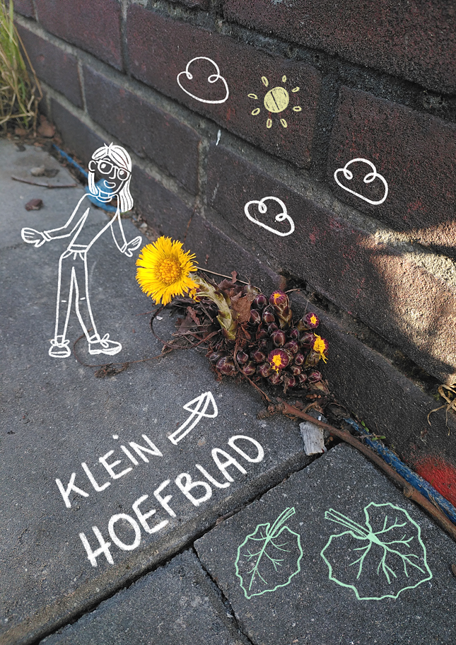 Stoepplantje illustratie feb