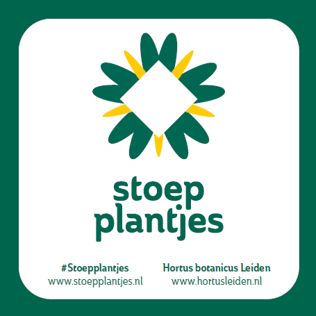 Stoepplantjesviltje