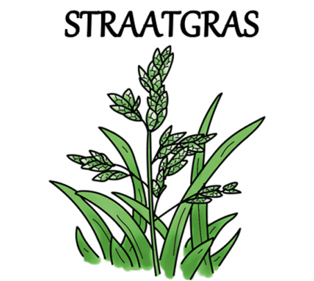 Straatgras