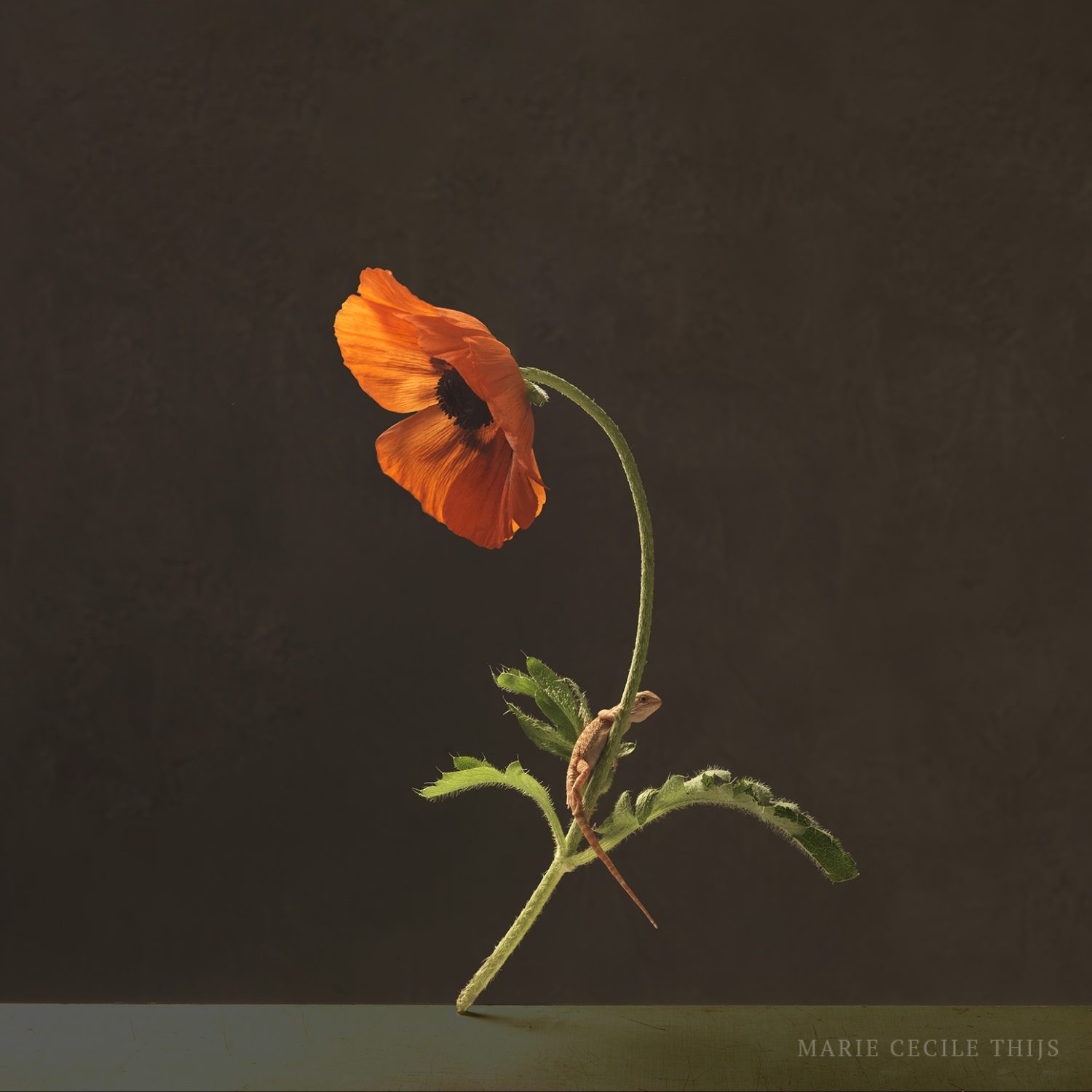 Marie Cecile Thijs