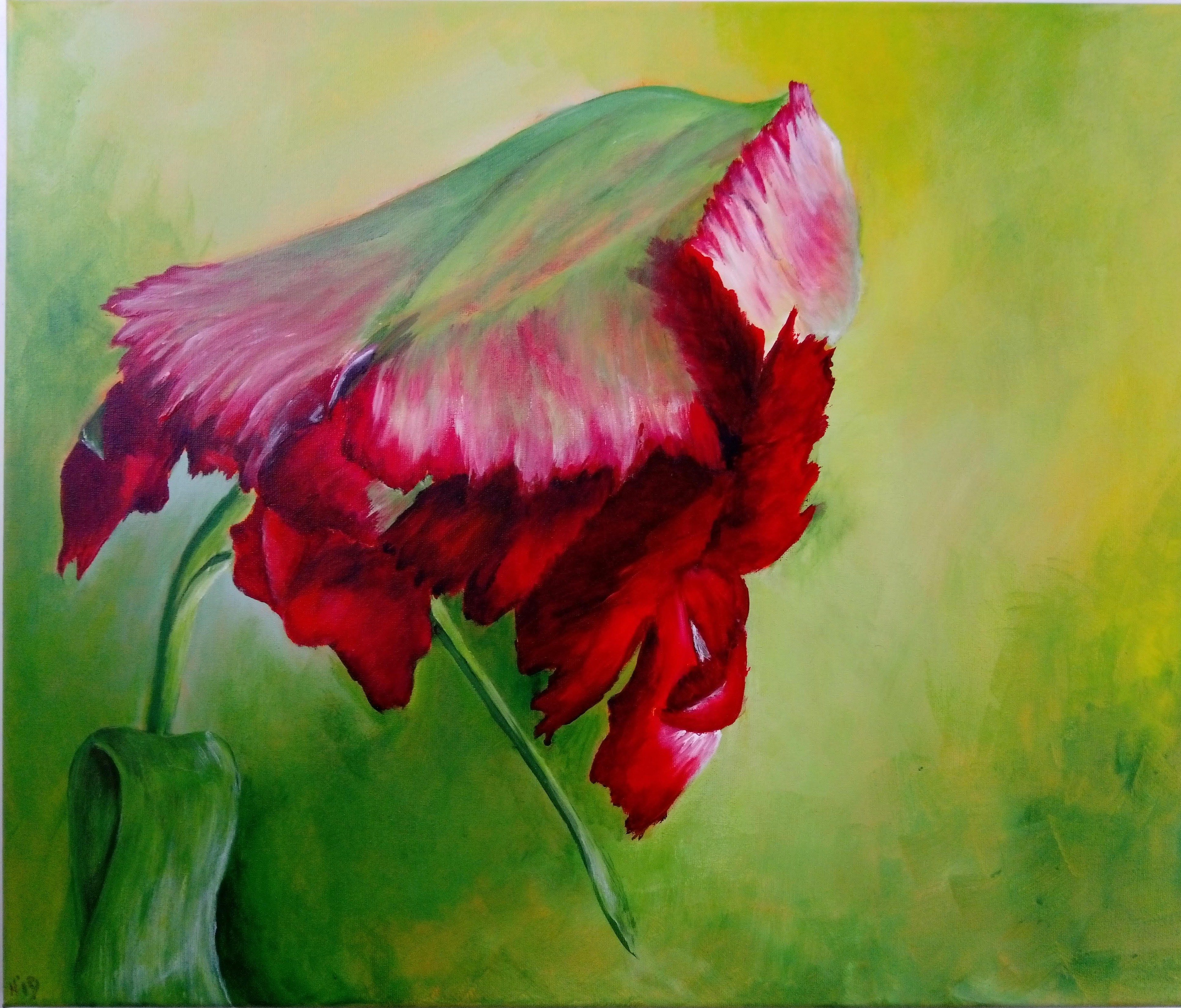 Parkiettulp HerravanDoornmalen