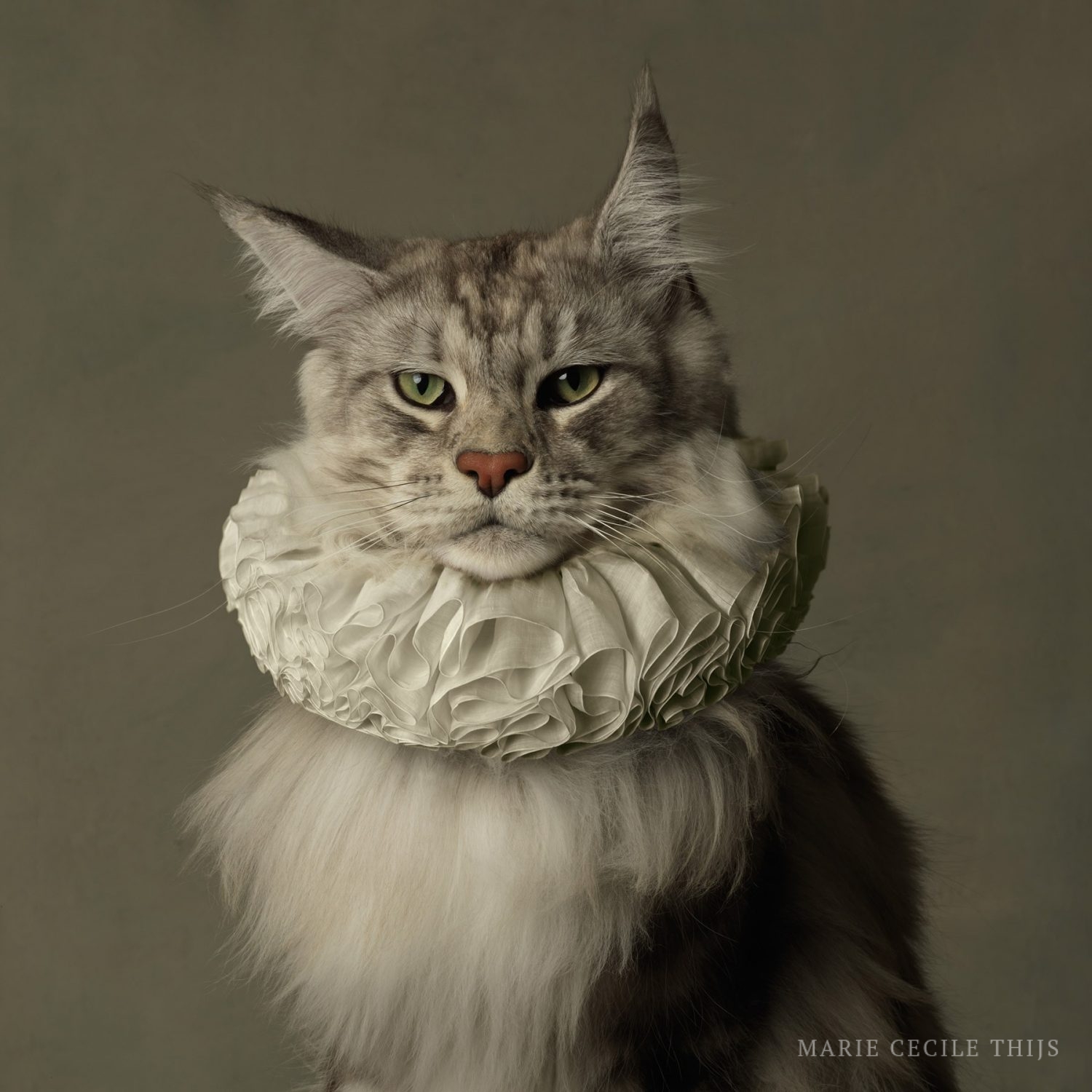 Cat with white collar II