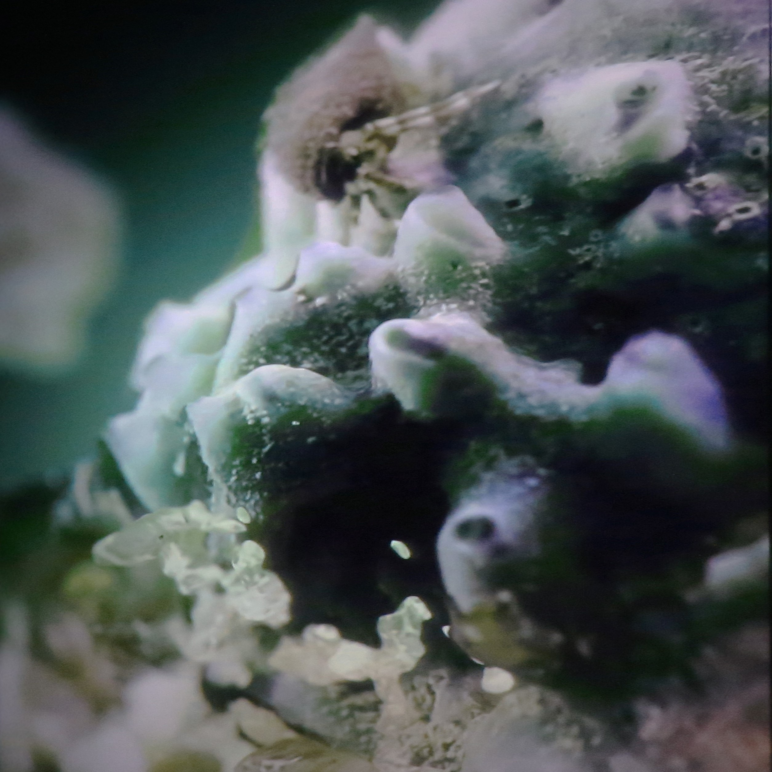 Xandra van Eijk Ghost Reef detail film still vk
