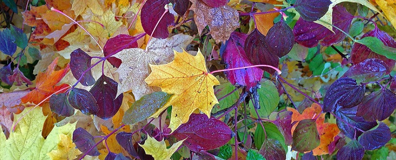 Herfstbladeren