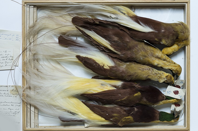 A drawer that contains the bellows of birds of paradise