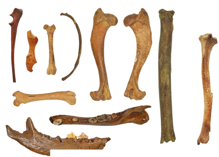 RAM Archeozoologisch onderzoek aan de hondenbotten van Maren Kessel